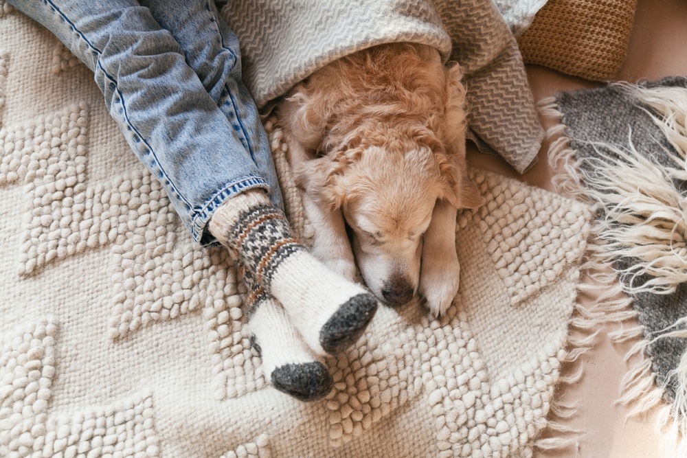 A professional wool carpet cleaning service restoring a vibrant wool rug to its original beauty.